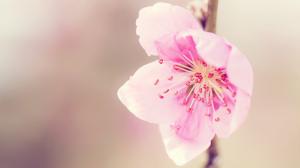 Sweet Pink Flower Awesome  Widescreen wallpaper thumb