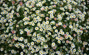 Daisies, meadow, little flowers wallpaper thumb