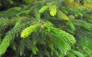 Nature, Plants, Trees, Spruce wallpaper thumb