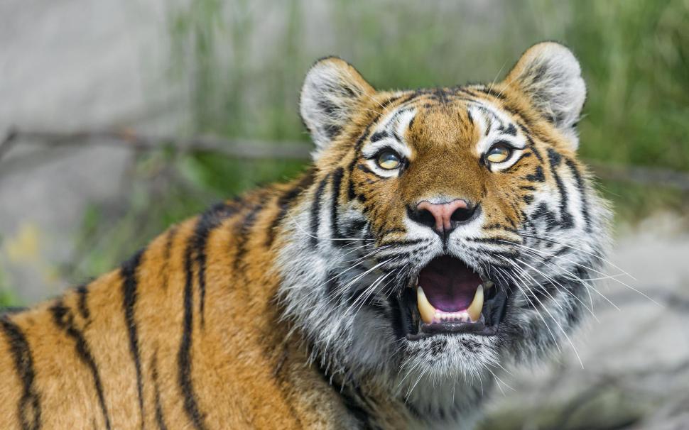 Tiger Wild Cat Predator Face Fangs wallpaper,cats HD wallpaper,face HD wallpaper,fangs HD wallpaper,predator HD wallpaper,tiger HD wallpaper,wild HD wallpaper,2560x1600 wallpaper