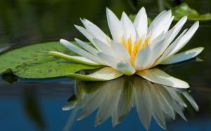 White water lilly wallpaper thumb