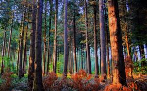 Forest, trees, sun, autumn wallpaper thumb