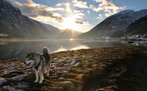 Dog Husky Sunlight Landscape Lake Mountains HD wallpaper thumb