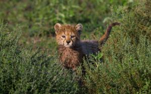 Cute cheetah cub, grass, bushes wallpaper thumb