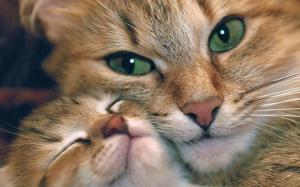Cuddle Cat Free Desktop wallpaper thumb
