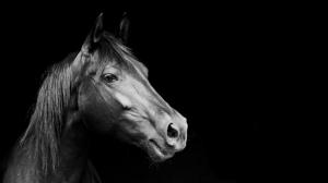 Horse BW Black HD wallpaper thumb