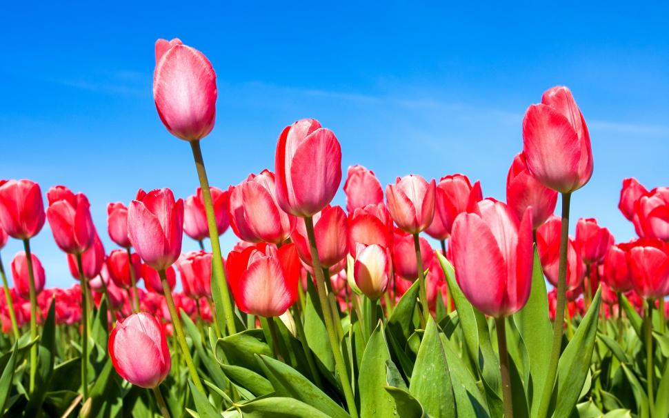 Red tulips under the blue sky wallpaper,Red HD wallpaper,Tulip HD wallpaper,Blue HD wallpaper,Sky HD wallpaper,2560x1600 wallpaper
