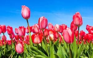 Red tulips under the blue sky wallpaper thumb