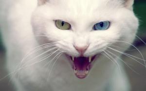 Angry Turkish Angora Cat wallpaper thumb