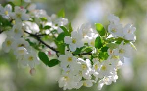 White cherry flowers blossom wallpaper thumb
