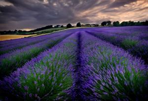 Lavender Skies wallpaper thumb