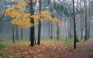 Foggy autumn forest wallpaper thumb