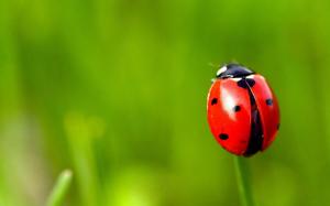 Grass Ladybug wallpaper thumb