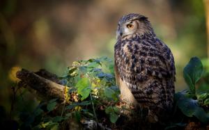 Bird close-up, owl rest, leaves, tree wallpaper thumb