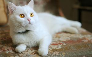 White cat, yellow eyes wallpaper thumb