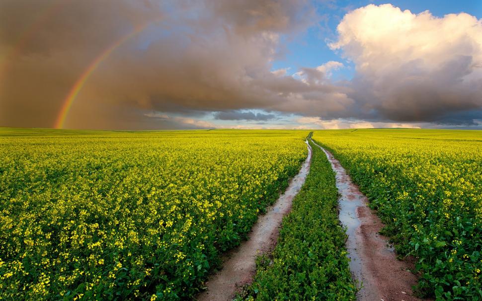 South Africa, fields, wet road, rapeseed flowers, rainbow, sky, clouds wallpaper,South HD wallpaper,Africa HD wallpaper,Fields HD wallpaper,Wet HD wallpaper,Road HD wallpaper,Rapeseed HD wallpaper,Flower HD wallpaper,Rainbow HD wallpaper,Sky HD wallpaper,Clouds HD wallpaper,1920x1200 wallpaper
