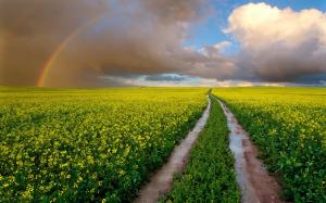 South Africa, fields, wet road, rapeseed flowers, rainbow, sky, clouds wallpaper thumb