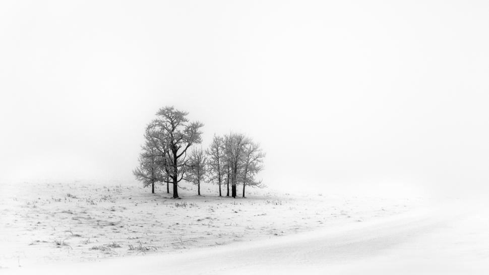 All White Winter Day wallpaper,Winter HD wallpaper,2560x1440 wallpaper