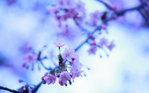 Cherry Blossom Flowers Blur HD wallpaper thumb