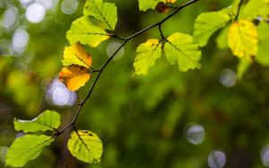 Green yellow leaves, branch, blur wallpaper thumb
