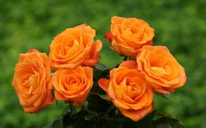 Orange Bouquet Of Roses wallpaper thumb