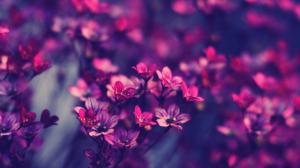 Lilac Flowers wallpaper thumb