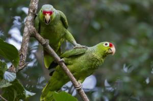 Pair parrots on branch wallpaper thumb