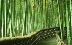 Bamboo Pathway wallpaper thumb