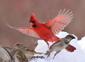 Red cardinal bird wallpaper thumb