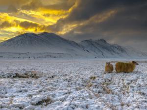 Iceland, highlands, snow, goats, mountains, dusk wallpaper thumb
