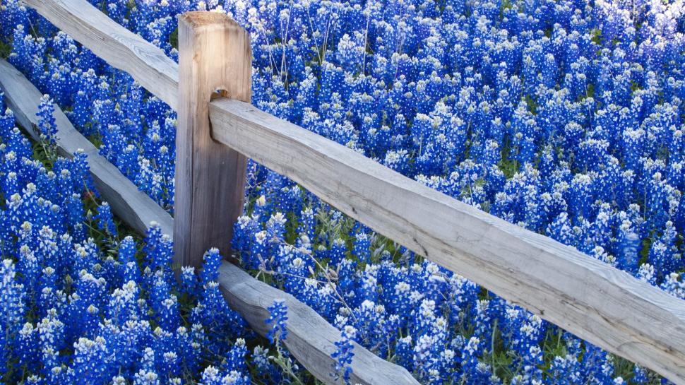 Lots of Blue Flowers and a Fence wallpaper,Flowers HD wallpaper,1920x1080 wallpaper