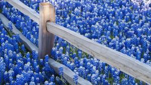 Lots of Blue Flowers and a Fence wallpaper thumb