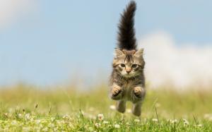 Kitten running, jump, wildflowers wallpaper thumb