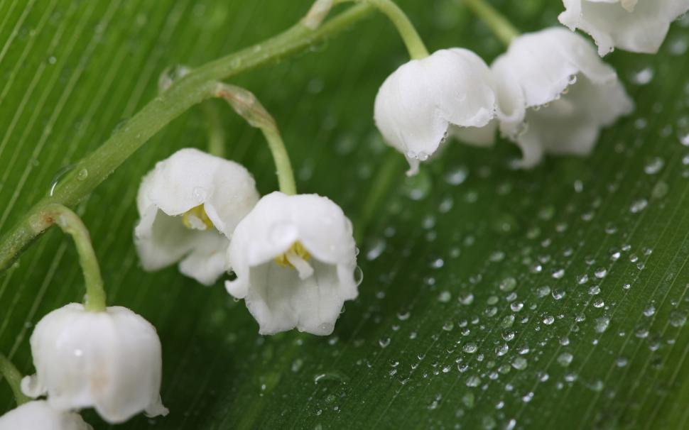 Fresh Lily of the Valley wallpaper,lily HD wallpaper,2560x1600 wallpaper