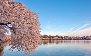 Cherry Blossom Flowers Pink Pond HD wallpaper thumb