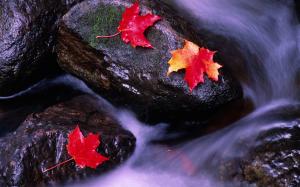 Canadian landscape, red maple leaf in streams wallpaper thumb