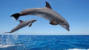 Dolphins jumping in the sea wallpaper thumb