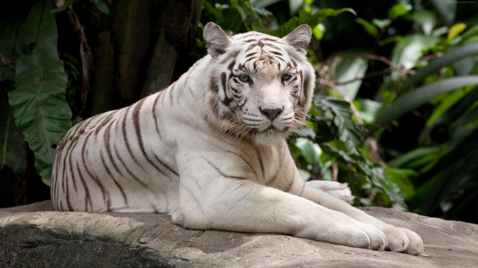 White tiger have a rest wallpaper,White HD wallpaper,Tiger HD wallpaper,Rest HD wallpaper,3840x2160 wallpaper
