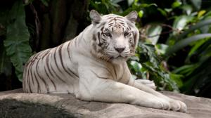 White tiger have a rest wallpaper thumb