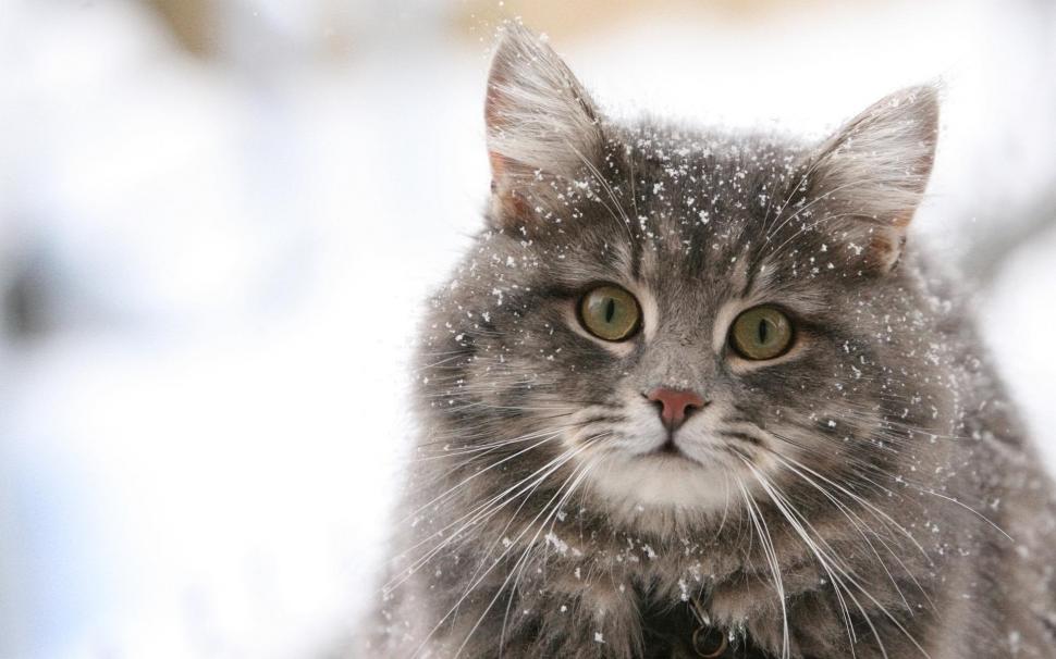 Another Stray Cat wallpaper,stray HD wallpaper,snow HD wallpaper,winter HD wallpaper,animals HD wallpaper,1920x1200 wallpaper