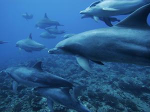Ocean Monochrome Dolphins Underwater Sea Photo Gallery wallpaper thumb