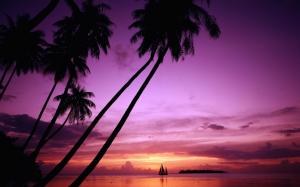 Sunset palm tree silhouette wallpaper thumb