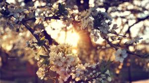 Sunlight Warm Flowers Blossom Cherry Blossom HD wallpaper thumb