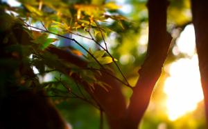 Summer, trees, bokeh, leaves, sunlight wallpaper thumb