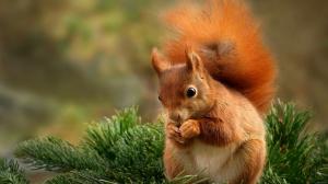 Squirrel Cute Animals HD wallpaper thumb