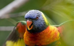 Parrot birds close-up wallpaper thumb