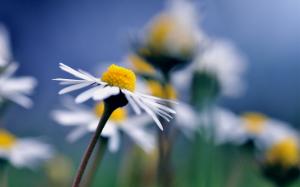 Chamomile close-up, blurred background wallpaper thumb