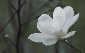 *** White Magnolia Flower **8 wallpaper thumb