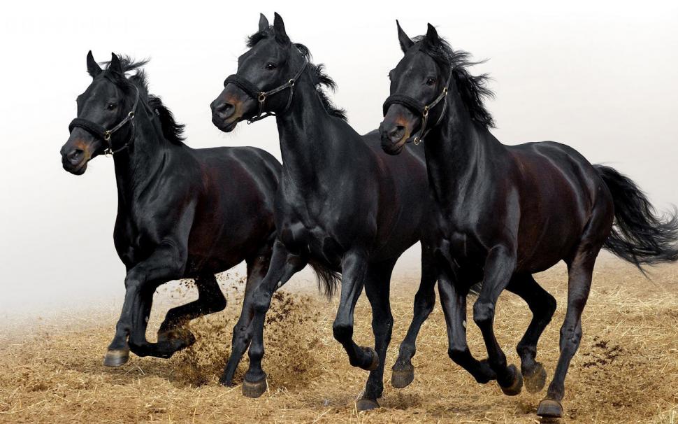 Three Black Horse wallpaper,horse wallpaper,three black wallpaper,1600x1000 wallpaper
