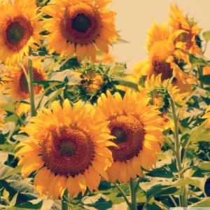 Sunflowers, Flowers, Nature, Closeup wallpaper thumb